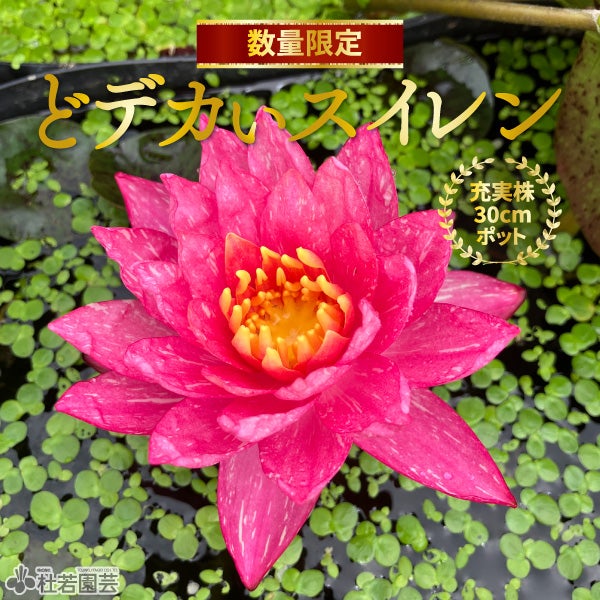お楽しみスイレン | 杜若園芸WEBショップ｜水草の生産販売【通販ショップ】