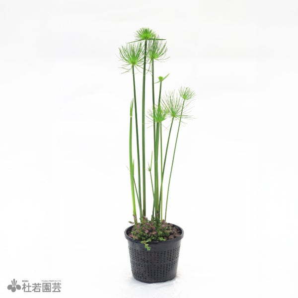 メダカの水質浄化用ミニカゴアレンジ(ミニパピルス・ロタラスパイキー