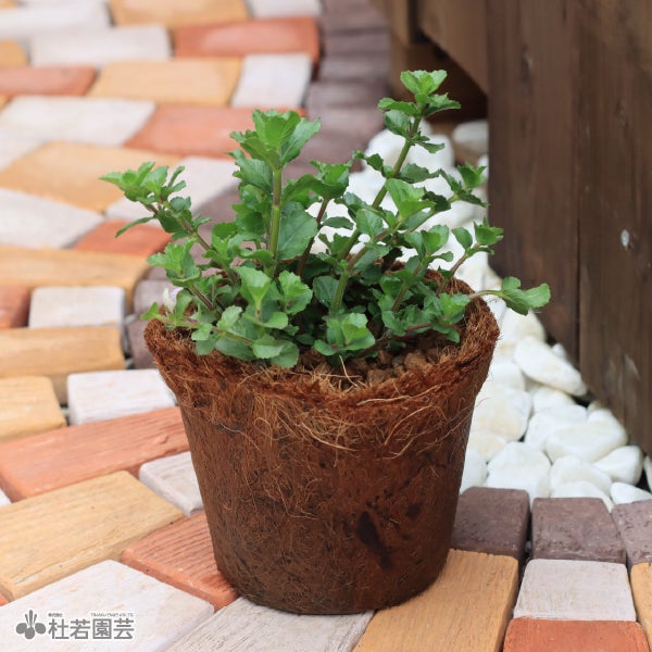 蓮の葉 【切花】 | 杜若園芸WEBショップ｜水草の生産販売【通販ショップ】