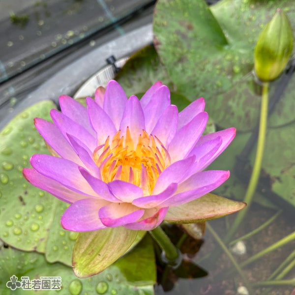 亜属間スイレン | 杜若園芸WEBショップ｜水草の生産販売【通販ショップ】