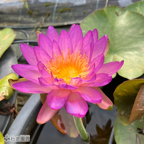 HxT亜属間交配種スイレン特集 | 杜若園芸WEBショップ｜水草の生産販売