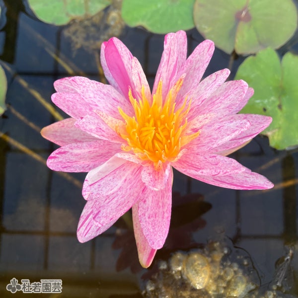 HxT亜属間交配種スイレン | 杜若園芸WEBショップ｜水草の生産販売