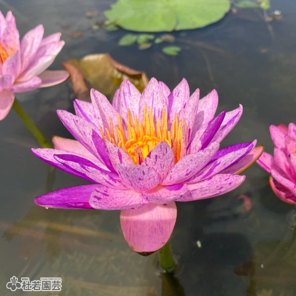 HxT亜属間交配種スイレン特集 | 杜若園芸WEBショップ｜水草の生産販売