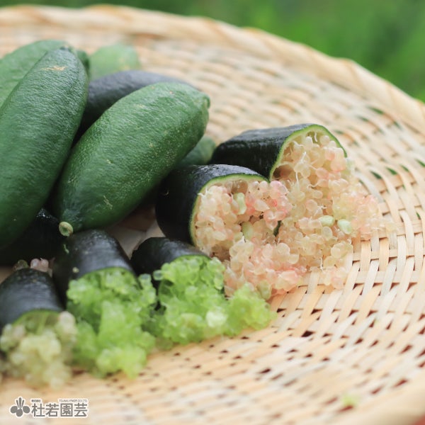 フィンガーライム200g(品種アソート) 農薬不使用 | 杜若園芸WEB