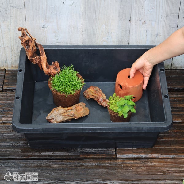 メダカの模様替え6点セット | 杜若園芸WEBショップ｜水草の生産販売