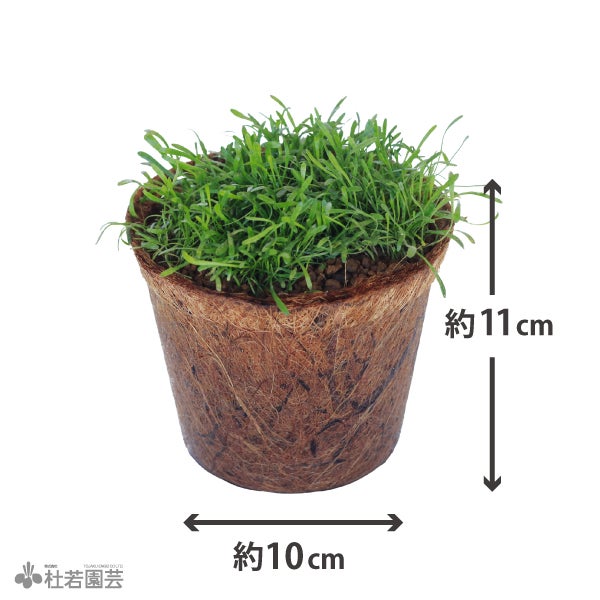 産ランランド♪BIG(リラエオプシス) | 杜若園芸WEBショップ｜水草の